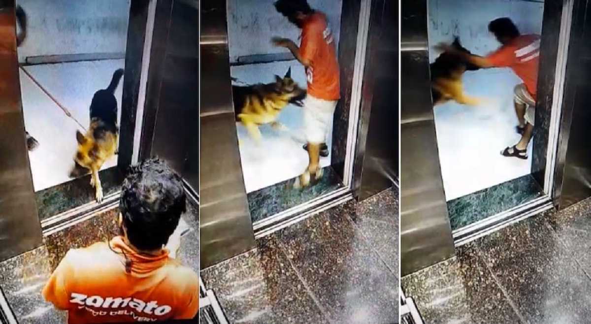 महाराष्ट्र में कुत्ते का हमला, जोमैटी डिलीवरी ब्वॉय के प्राइवेट पार्ट पर काटा महाराष्ट्र में कुत्ते का हमला, जोमैटी डिलीवरी ब्वॉय के प्राइवेट पार्ट पर काटा