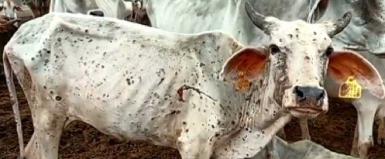 यूपी में रुके लंपी संक्रमण के कदम, सरकार की रणनीति रही कारगर