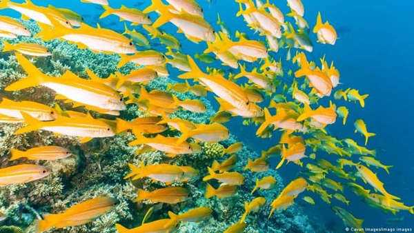 रीफ बचाने की एक अरब डॉलर की ऑस्ट्रेलियाई योजना पर सवाल