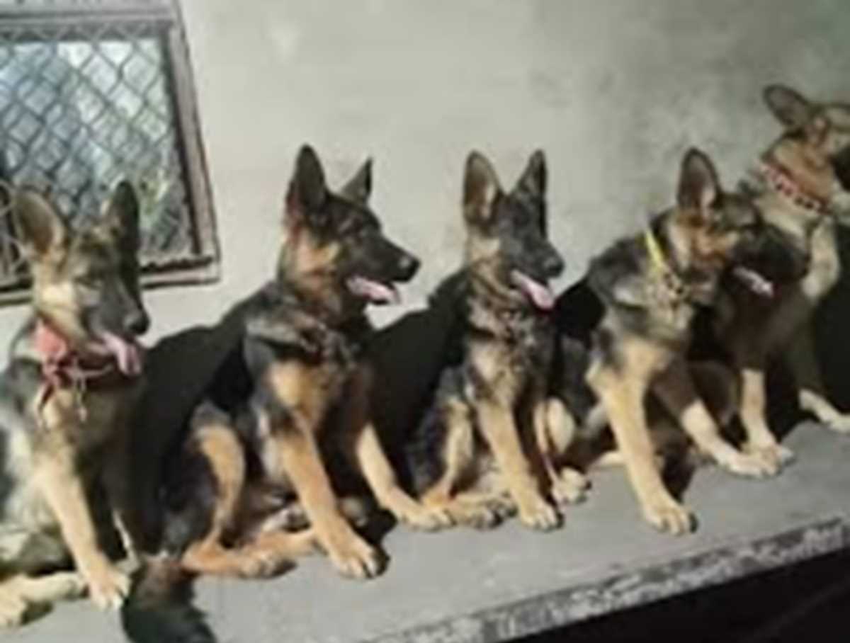 क्या कुत्ते भाषा को समझते हैं?