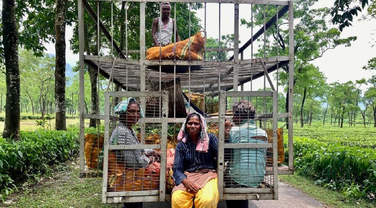 दार्जिलिंग के चाय बागान बिक गए तो मजदूरों का क्या होगा? दार्जिलिंग के चाय बागान बिक गए तो मजदूरों का क्या होगा?