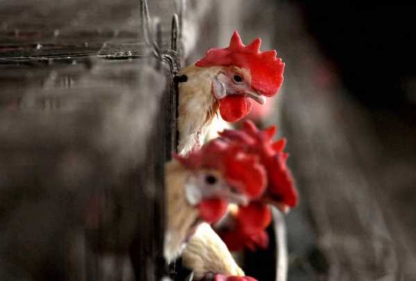 देश के आठ राज्यों में  बर्ड फ्लू फैलने की पुष्टि, रहें सावधान