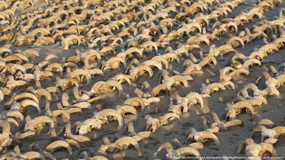मिस्र के प्राचीन मंदिर में भेड़ों के हजारों सिर मिले
