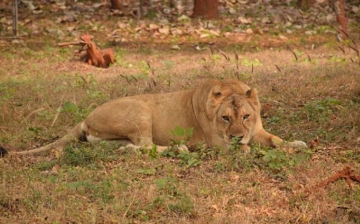 Lioness Death: लखनऊ के चिड़ियाघर में बीमार शेरनी की मौत Lioness Death: लखनऊ के चिड़ियाघर में बीमार शेरनी की मौत