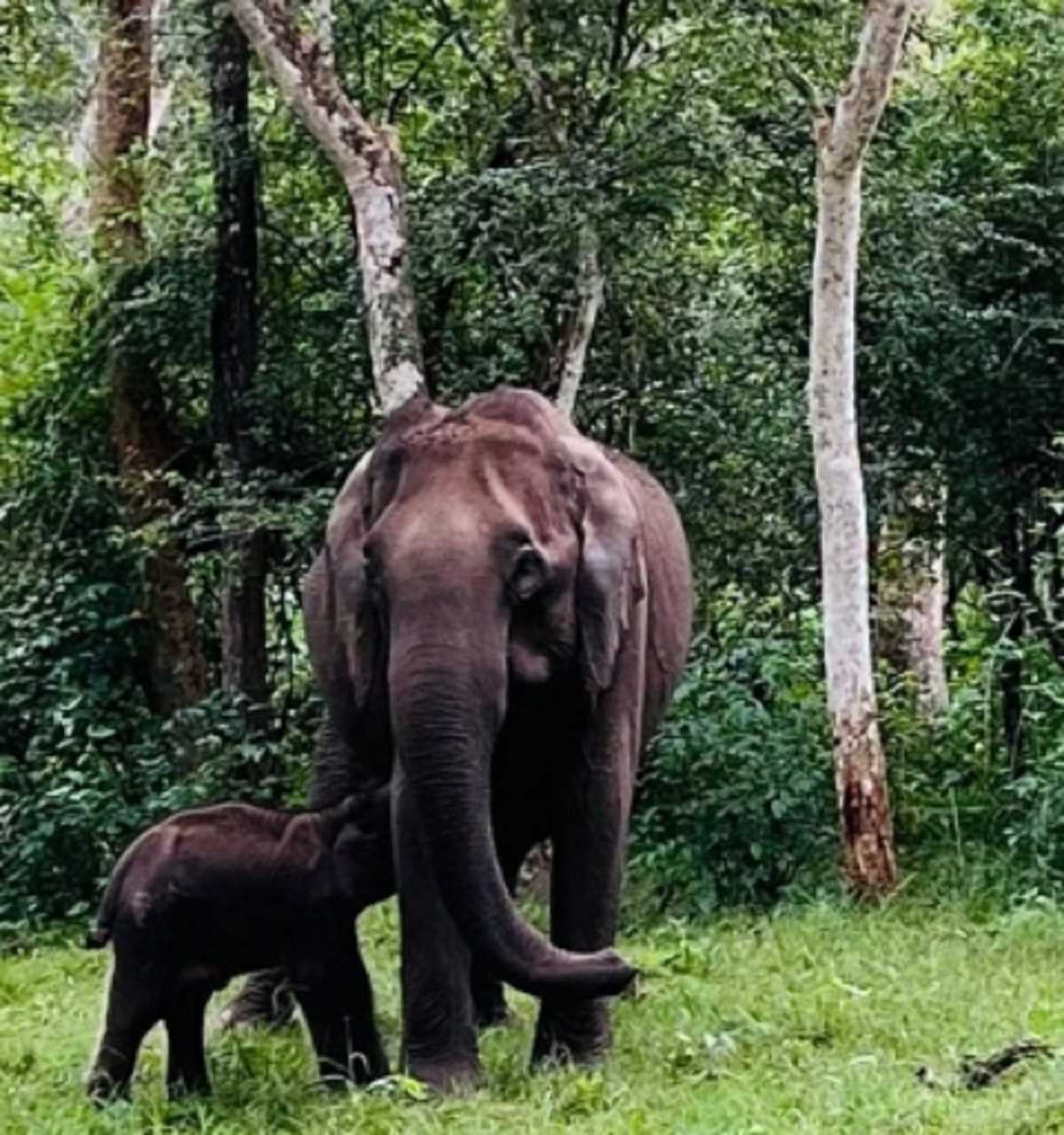 कर्नाटक: राहुल गांधी की अपील के बाद घायल हाथी और उसके बच्चे का हुआ इलाज, स्वस्थ होने पर जंगल में छोड़ा