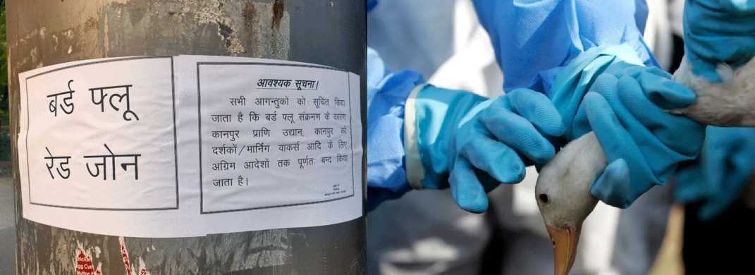 कानपुर में हुई बर्ड फ्लू की पुष्टि, बंद किया गया चिड़ियाघर