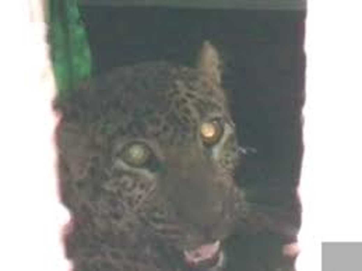 खेत में लगाए गए जाल में फंसा तेंदुआ खेत में लगाए गए जाल में फंसा तेंदुआ