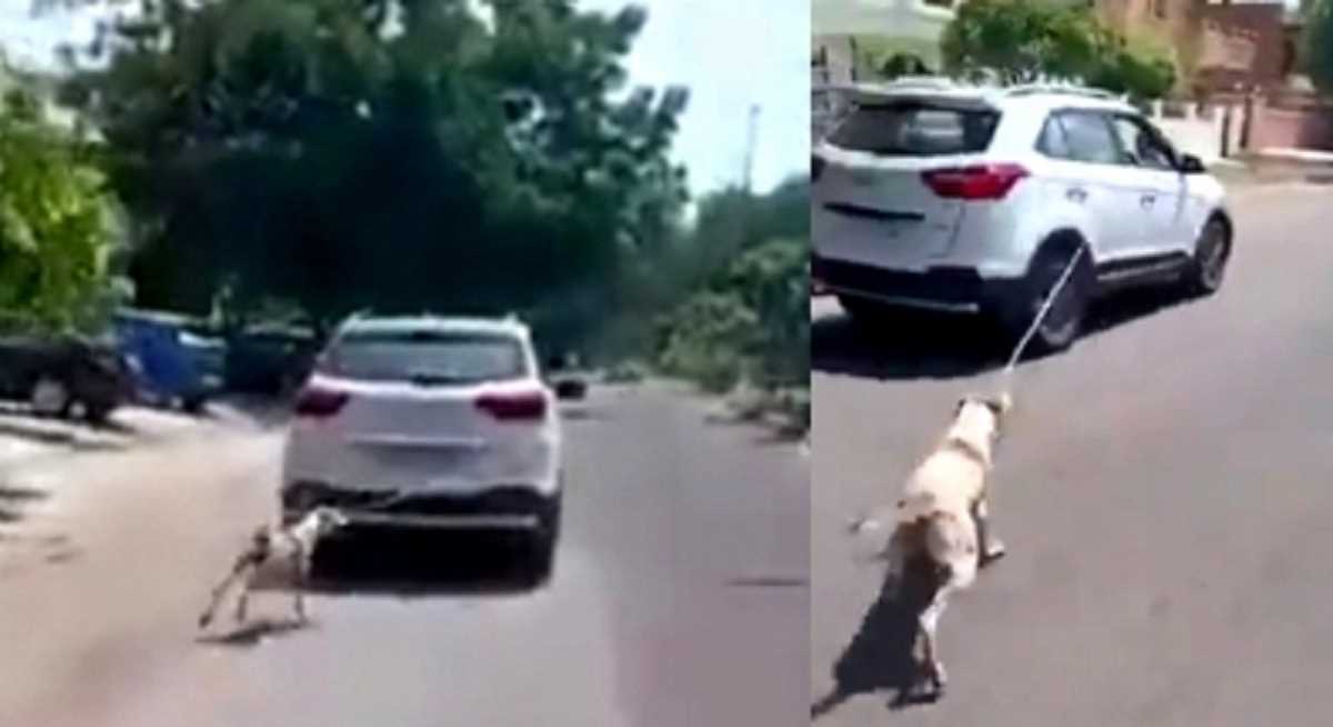 राजस्थान कुत्ते को कार से बांधने, घसीटने के आरोप में डॉक्टर के खिलाफ मामला दर्ज राजस्थान कुत्ते को कार से बांधने, घसीटने के आरोप में डॉक्टर के खिलाफ मामला दर्ज