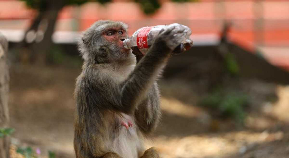 महंगाई बढ़ाने वाले वन्य जीवों की गिनती करेगा श्रीलंका