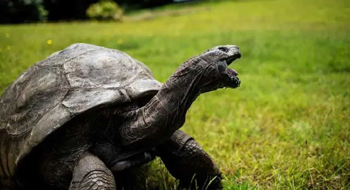 दुनिया का सबसे बुजुर्ग प्राणी 190 साल का हुआ, जानें क्या है लंबी उम्र का राज