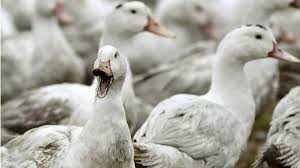 कोरोना महामारी के बीच बर्ड फ्लू से हाहाकार, UP में अलर्ट