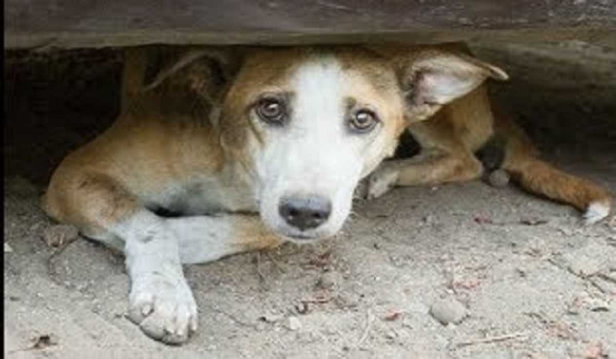 बेंगलुरु में पालतू कुत्ते को बेरहमी से पीटने वाले 3 गिरफ्तार बेंगलुरु में पालतू कुत्ते को बेरहमी से पीटने वाले 3 गिरफ्तार