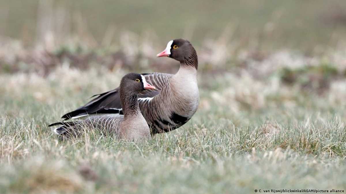 क्या नई जगह बसाकर बचाए जा सकेंगे विलुप्त हो रहे पेड़-पौधे