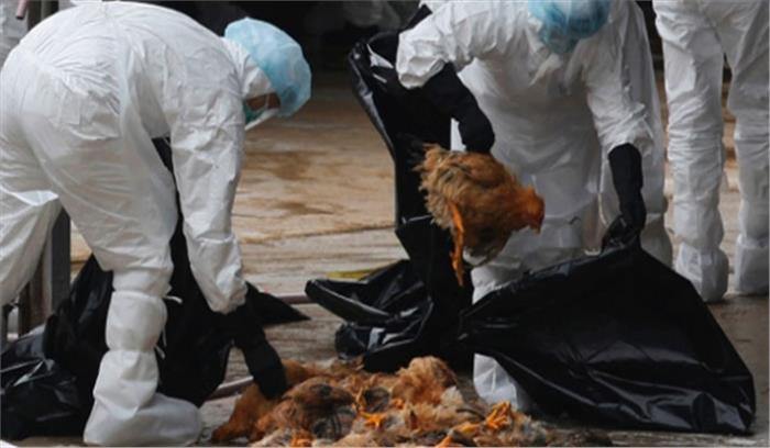 बर्ड फ्लू के बाद जापान में अधिक मुर्गियों को मारा जा रहा