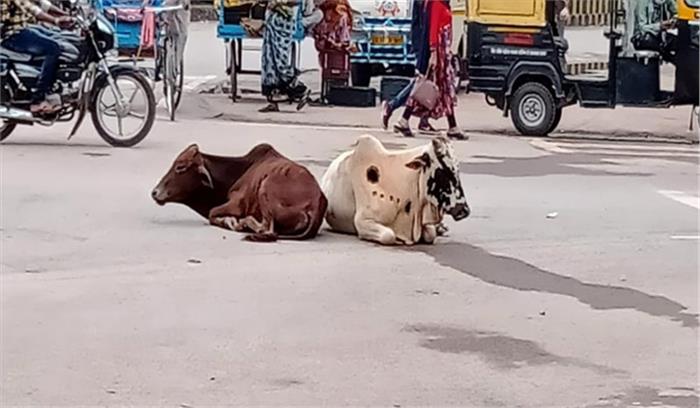 व्यस्ततम मार्गों पर आवारा मवेशियों का डेरा, राहगीरों को हो रही आवागमन में परेशानी