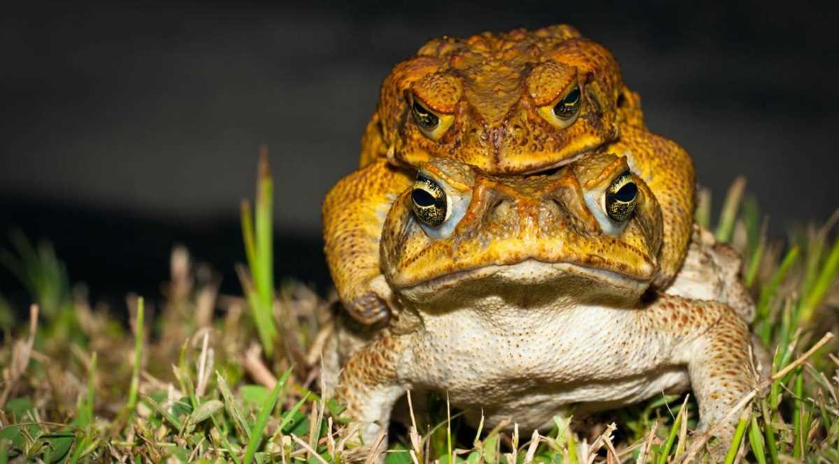 ऑस्ट्रेलिया में केन टोड मेंढ़कों को मारने का आयोजन