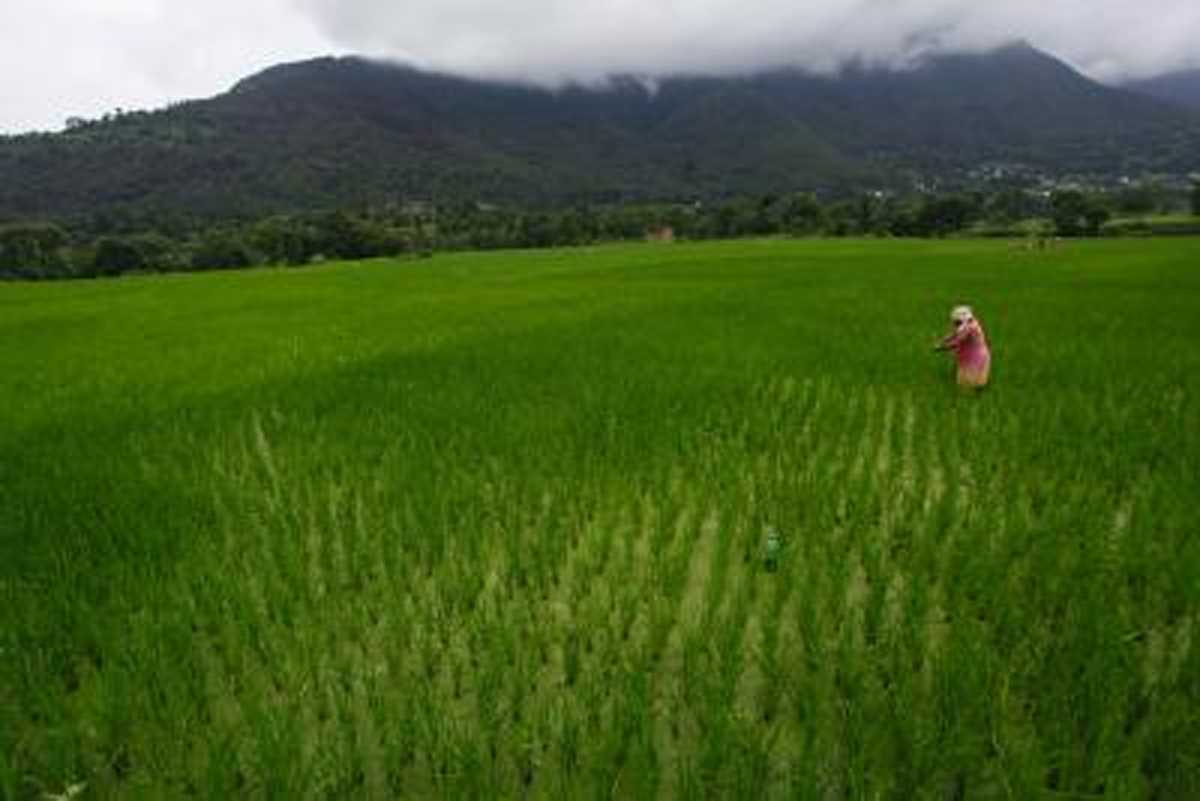 बिहार में हो रही बारिश से धान किसानों के चेहरे खिले