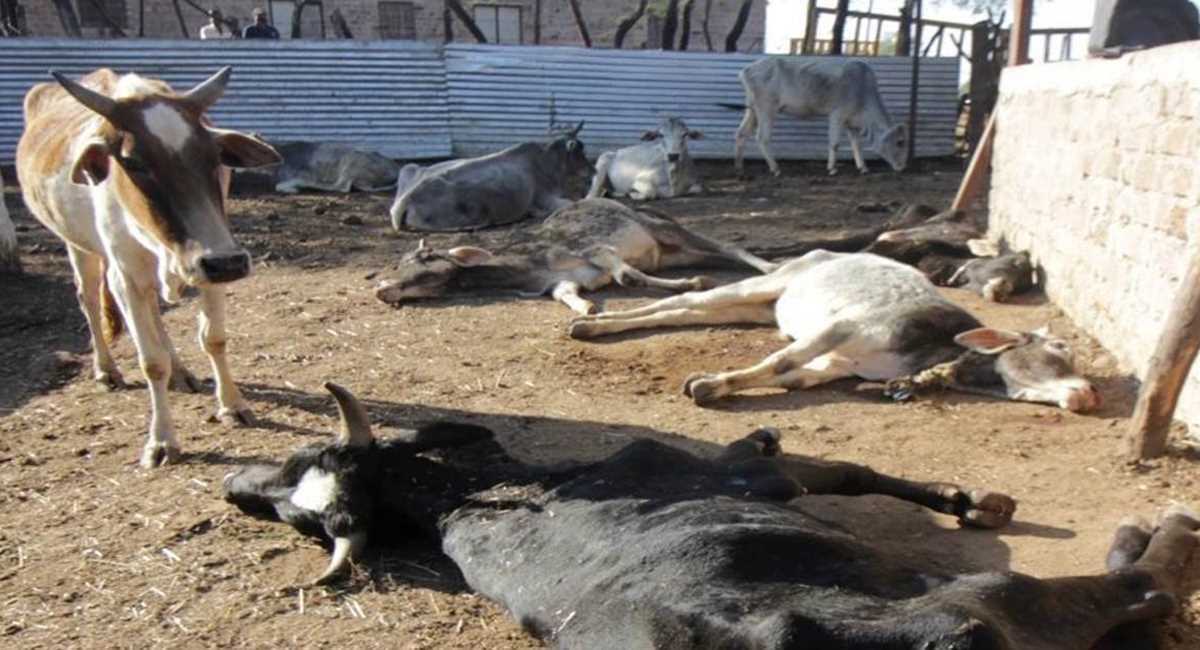 शिव राज है या गायों का कंकालराज?