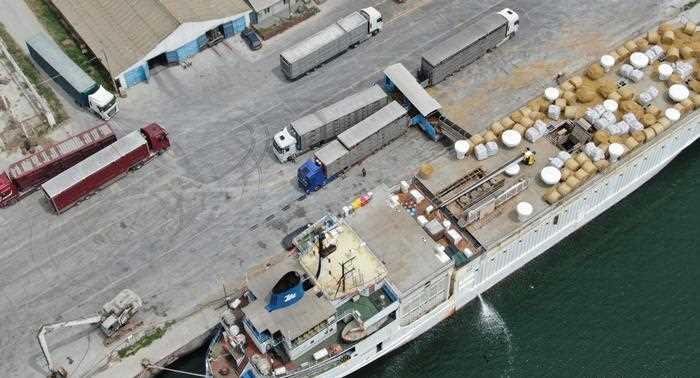 जीवित पशुओं के अमानवीय परिवहन पर यूरोप में रस्साकशी