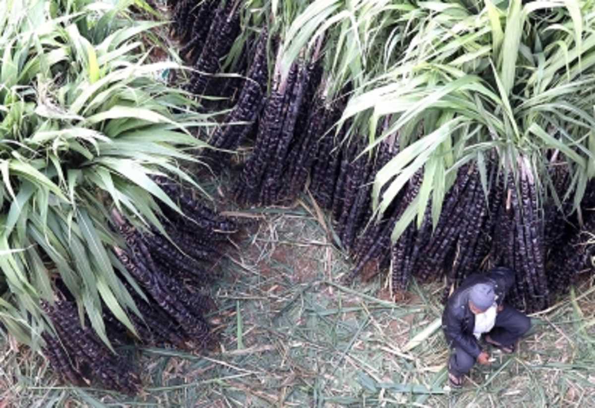 यूपी : किसान ने अजमायी नई तकनीक, 16 फीट तक उगाया गन्ना