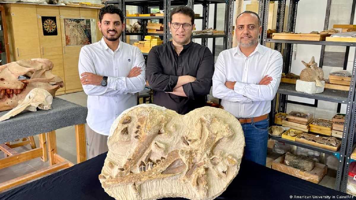 मिस्र में मिले अब तक की सबसे छोटी व्हेल के अवशेष मिस्र में मिले अब तक की सबसे छोटी व्हेल के अवशेष