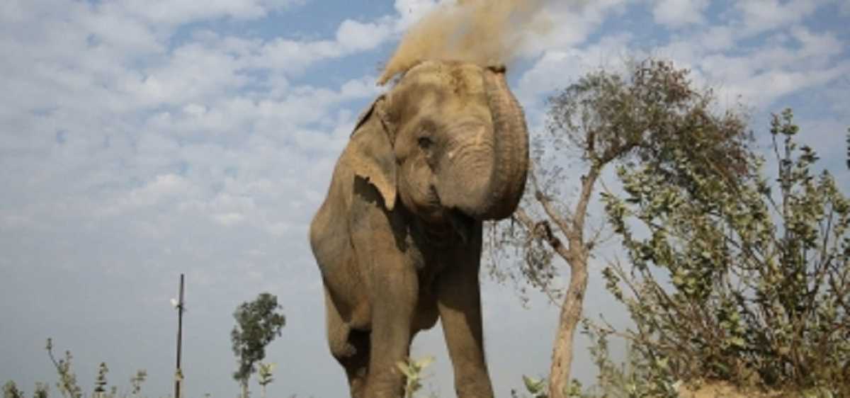 कर्नाटक: हासन जिले में जंगली हाथी के हमले में किसान की मौत कर्नाटक: हासन जिले में जंगली हाथी के हमले में किसान की मौत