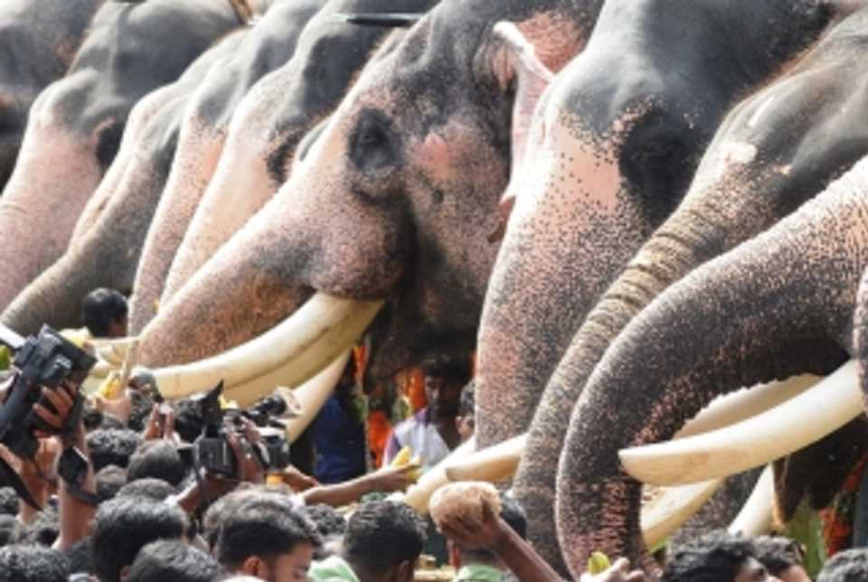 तमिलनाडु:  मंदिर के हाथी के साथ दुर्व्यवहार के खिलाफ प्राथमिकी दर्ज