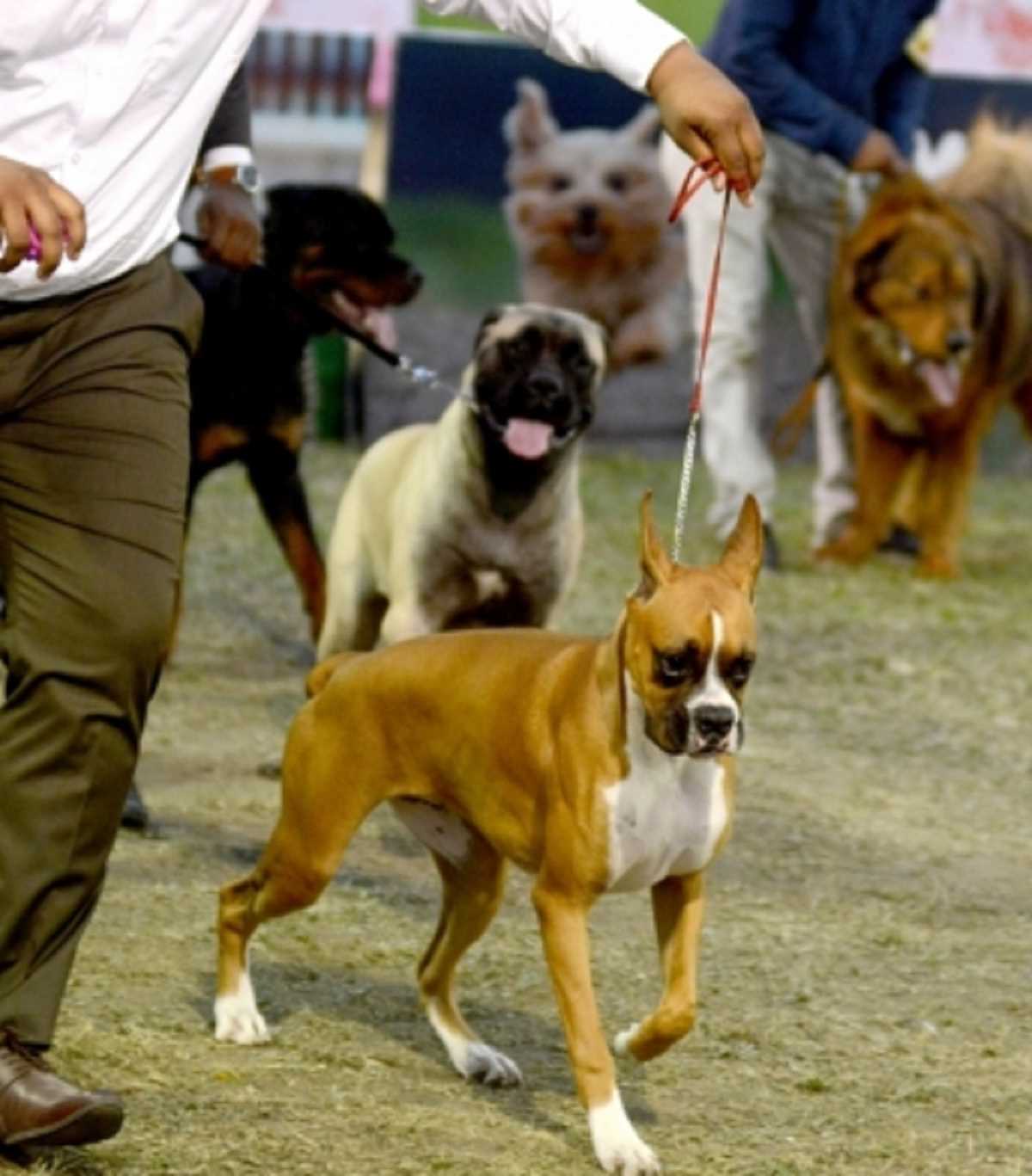 UP News : विदेशी नस्ल का कुत्ता पालने के लिए पंजीकरण अनिवार्य, नगर विकास विभाग ने जारी की एसओपी