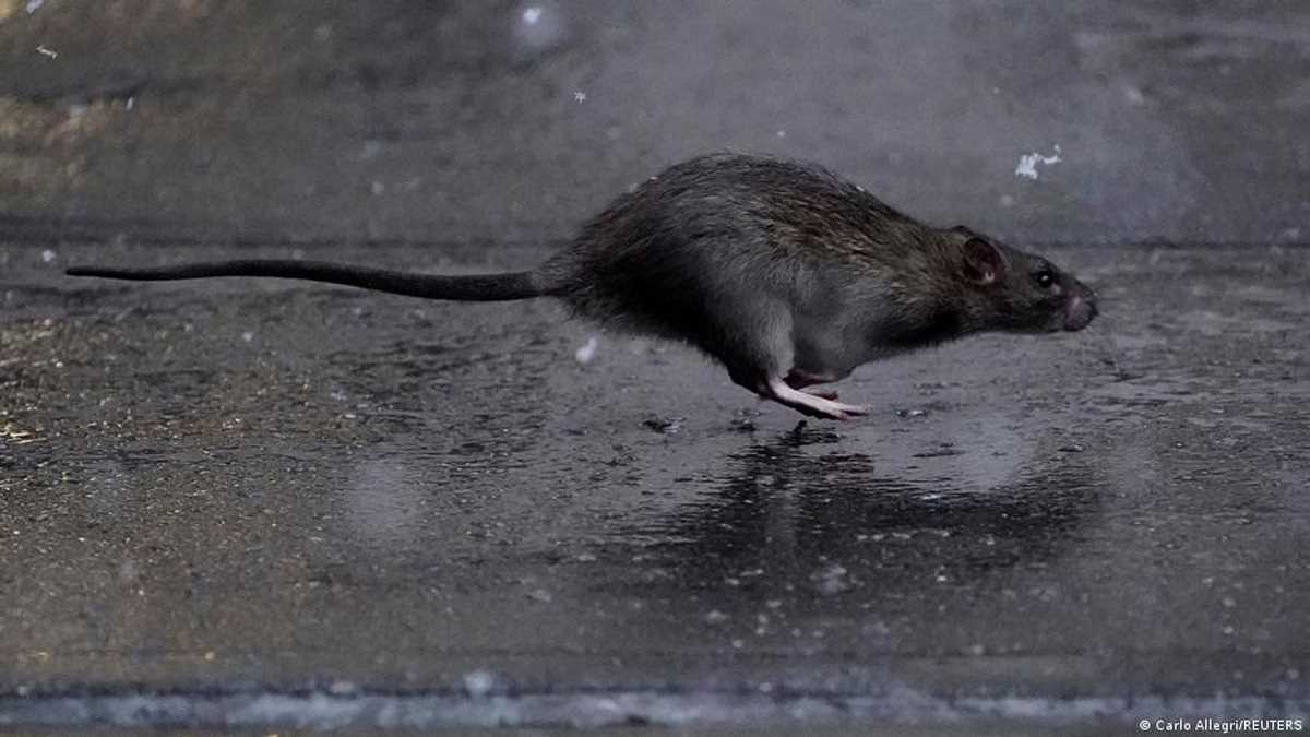 न्यूयॉर्क ने छेड़ी चूहों के खिलाफ जंग, पहली जनरल नियुक्त