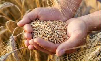 संघर्ष प्रभावित उत्तरी इथियोपिया के लिए संयुक्त राष्ट्र ने मांगी सहायता