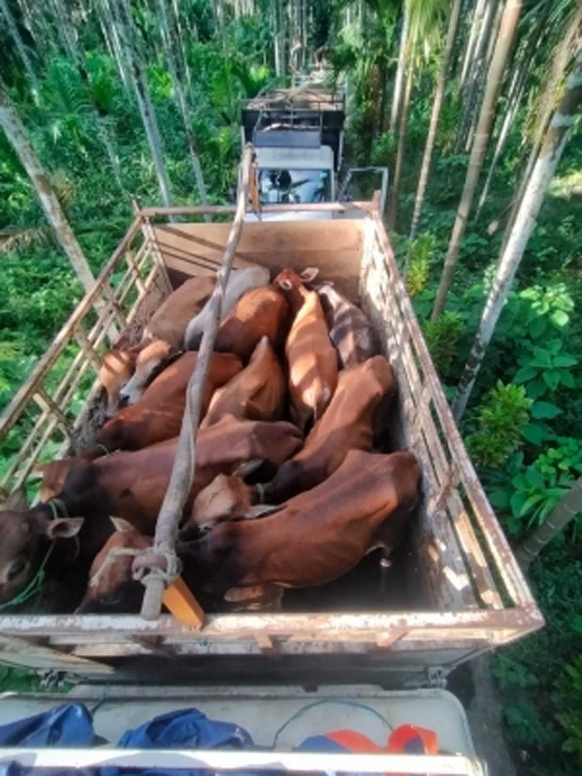 बांग्लादेश सीमा पर मवेशियों की बड़ी तस्करी विफल, 45 मवेशी छुड़ाए गए बांग्लादेश सीमा पर मवेशियों की बड़ी तस्करी विफल, 45 मवेशी छुड़ाए गए