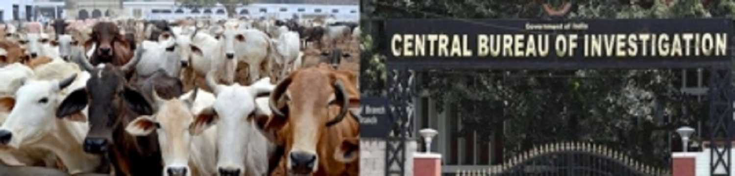 बंगाल मवेशी घोटाला : सीबीआई, ईडी की जांच के घेरे में तीन शेल कंपनियां