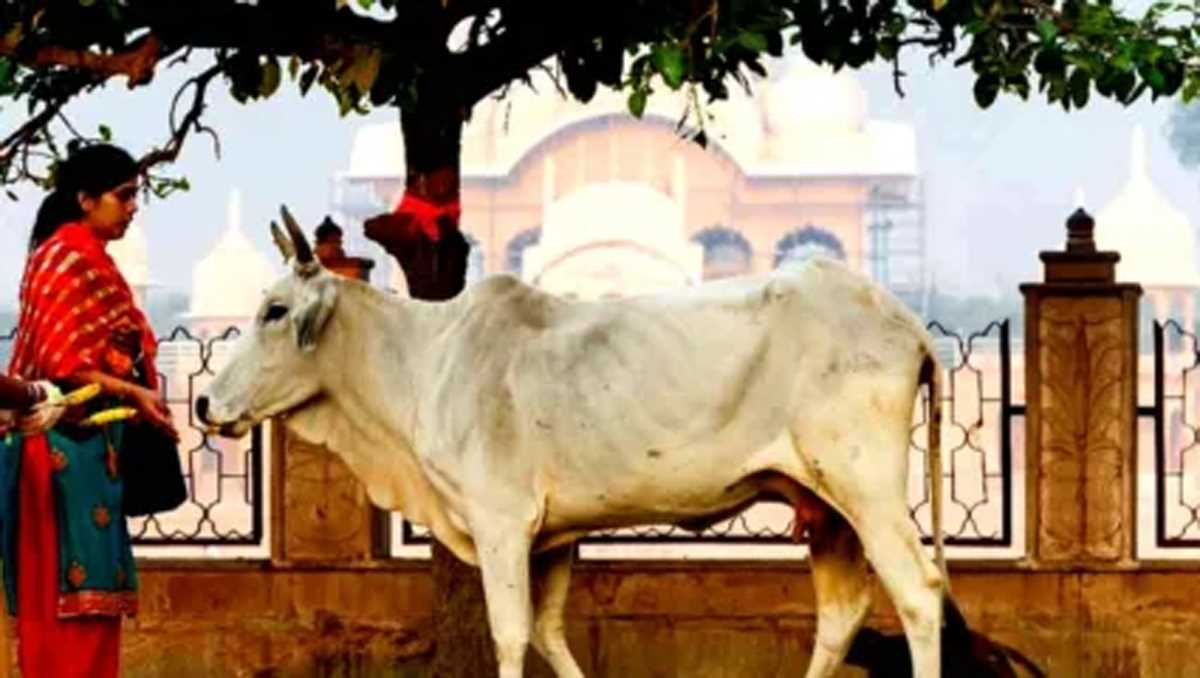 गोवंश के लिए घरों में पहली रोटी बनाएंगे शहरवासी, सीएम योगी की मंशा के अनुरूप गौ-ग्रास सेवा योजना के तहत अभियान शुरू