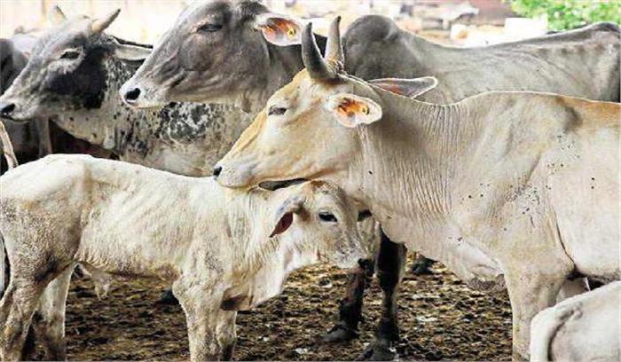​​​​​गौतस्करों से मुठभेड़ कर 200 गाय मुक्त कराई, 8 तस्कर गिरफ्तार