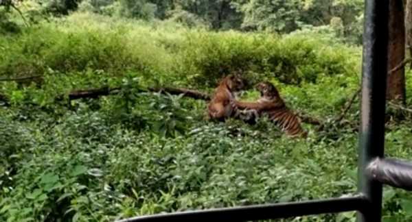 मप्र सरकार की बाघों को गुजरात भेजने की योजना की वन्यजीव कार्यकर्ताओं ने की निंदा