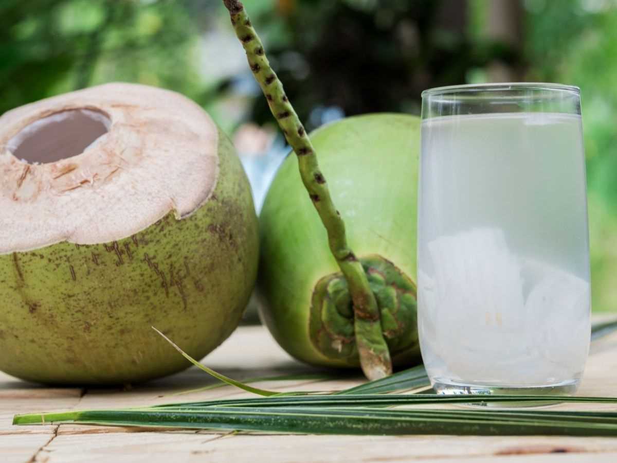 गर्मी में नारियल पानी ‘अमृत’ समान, शुद्ध नैचुरल प्रोडक्ट शरीर के जरूरी अंगों का रखता है खास ख्याल