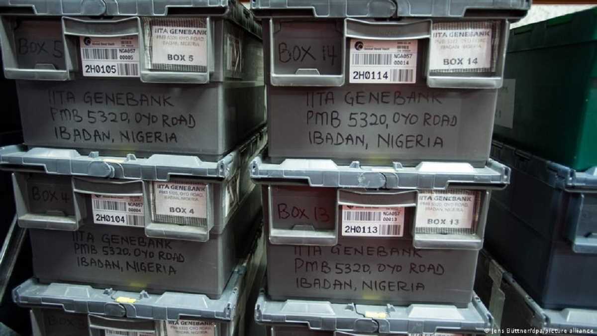 अफ्रीका की खाद्य आपूर्ति को सहारा देता नॉर्वे का बीज भंडार