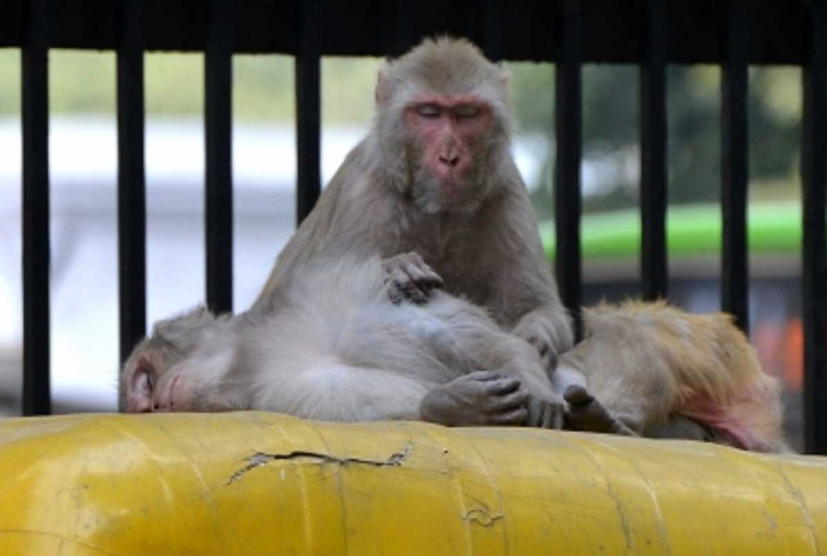 लखनऊ : बंदरों के आतंक से निपटने के लिए लगाए जाएंगे लंगूरों के कट-आउट