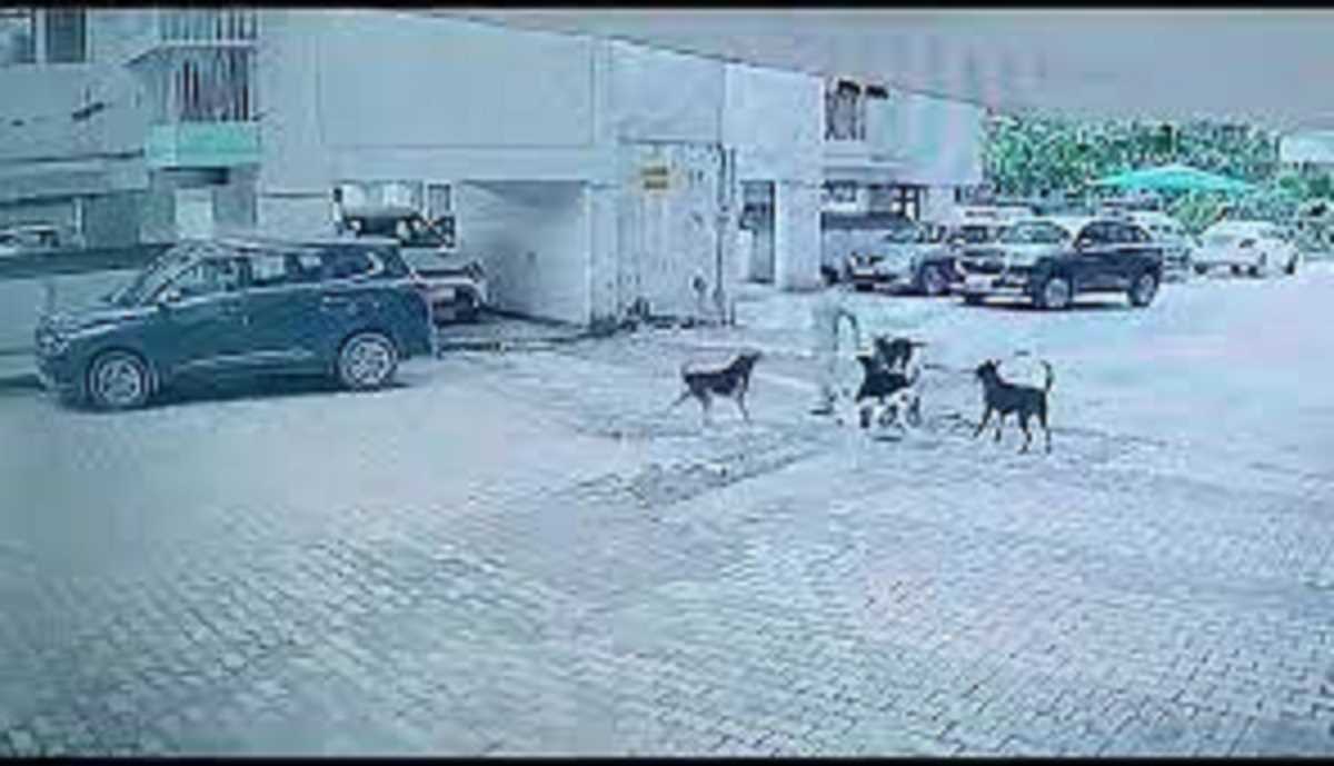 मासूम को पांच आवारा कुत्तों ने घेरा नोचा, डिलीवरी ब्वॉय ने बचाई जान