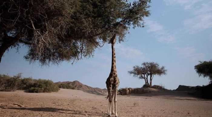 भोजन नहीं सेक्स की लालसा में लंबी हुई जिराफ की गर्दन भोजन नहीं सेक्स की लालसा में लंबी हुई जिराफ की गर्दन