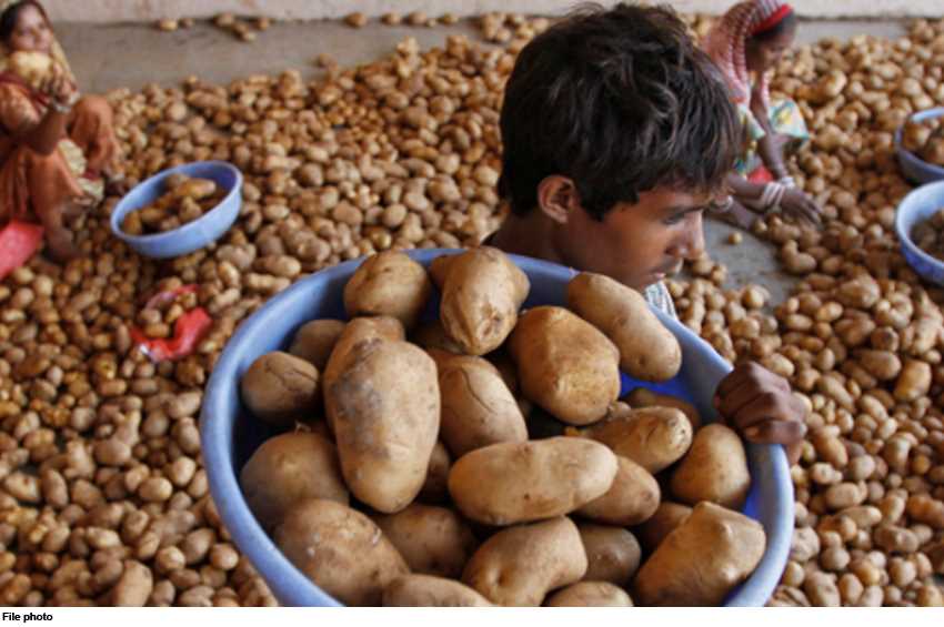 भारत ने पेप्सीको का आलू का पेटेंट रद्द किया, किसानों ने बताया बड़ी जीत