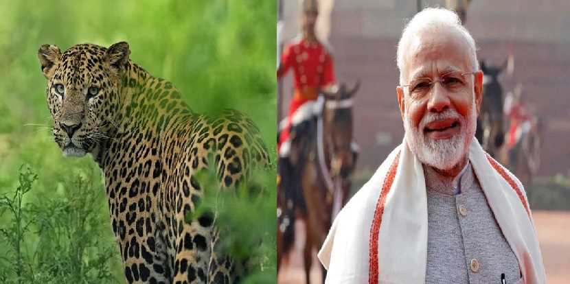 भारत में तेंदुओं की बढ़ती आबादी पर पीएम मोदी ने जताई खुशी