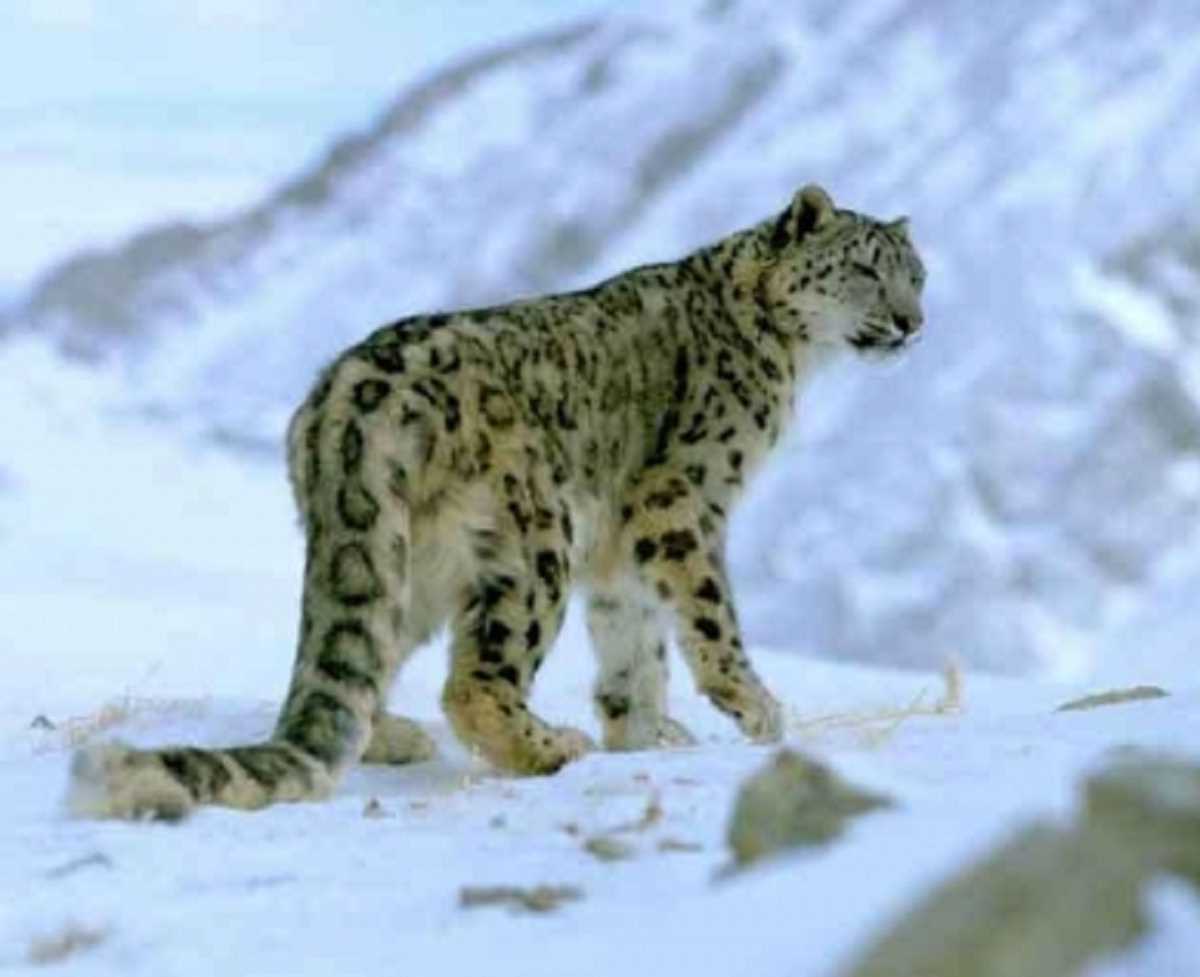 उत्तराखंड से दुनियाभर के वैज्ञानिकों को मिली खुशखबरी, स्नो लेपर्ड का बढ़ रहा कुनबा उत्तराखंड से दुनियाभर के वैज्ञानिकों को मिली खुशखबरी, स्नो लेपर्ड का बढ़ रहा कुनबा