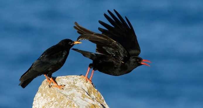 इंग्लैंड: शिकार के लिए पक्षी बचे रहे, इसलिए जंगली कौवे कत्ल किए जाएंगे इंग्लैंड: शिकार के लिए पक्षी बचे रहे, इसलिए जंगली कौवे कत्ल किए जाएंगे