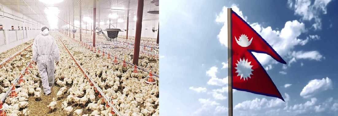 बर्ड फ्लू को देखते हुए नेपाल ने भारत से सभी पोल्ट्री वस्तुओं का आयात किया बंद