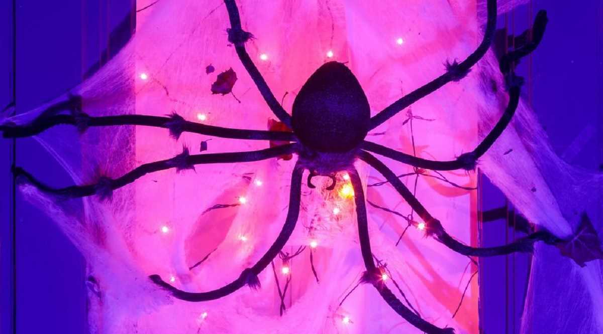 क्या मकड़ियां सोती हैं? यही जानने को जागते रहे वैज्ञानिक क्या मकड़ियां सोती हैं? यही जानने को जागते रहे वैज्ञानिक