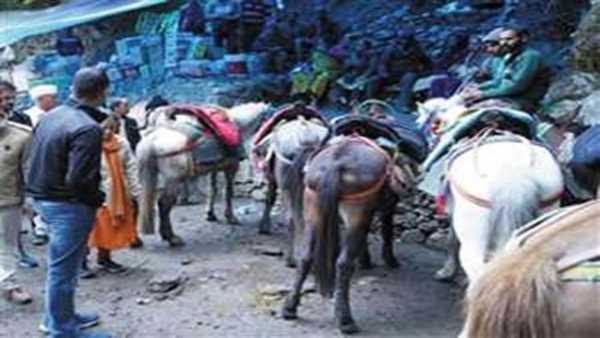 चारधाम यात्रा में घोड़े-खच्चरों की मौत का राज्य सरकार ने लिया संज्ञान, जांच के लिए गठित कमेटी चारधाम यात्रा में घोड़े-खच्चरों की मौत का राज्य सरकार ने लिया संज्ञान, जांच के लिए गठित कमेटी