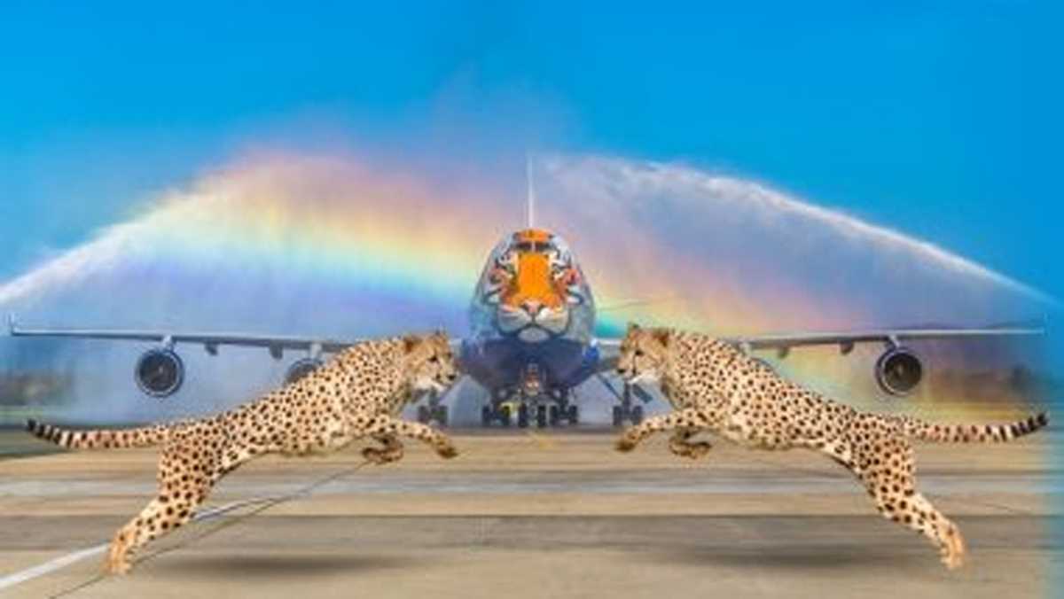 नामीबिया से 5 चीतों को लेकर ग्वालियर पहुंचा विमान