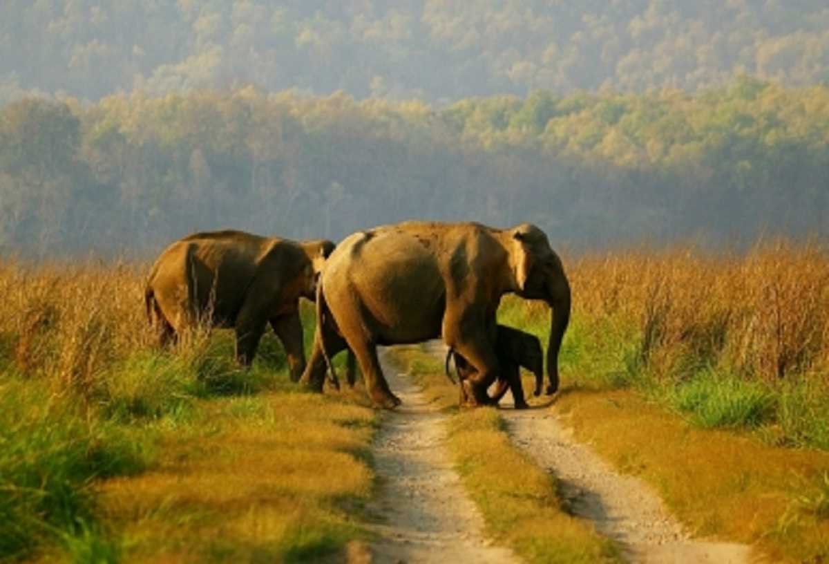 Uttar Pradesh: पीलीभीत टाइगर रिजर्व में कर्नाटक से लाए जाएंगे 4 हाथी
