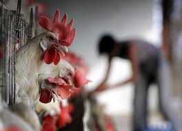 बर्ड फ्लू पर विशेषज्ञ बोले- डरें नहीं, बस अधपके मांस और अंडा न खाएं 